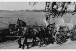 Erntefest Steinbeck (Luhe) - Umzug 1959