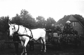 Erntefest Steinbeck September 1954